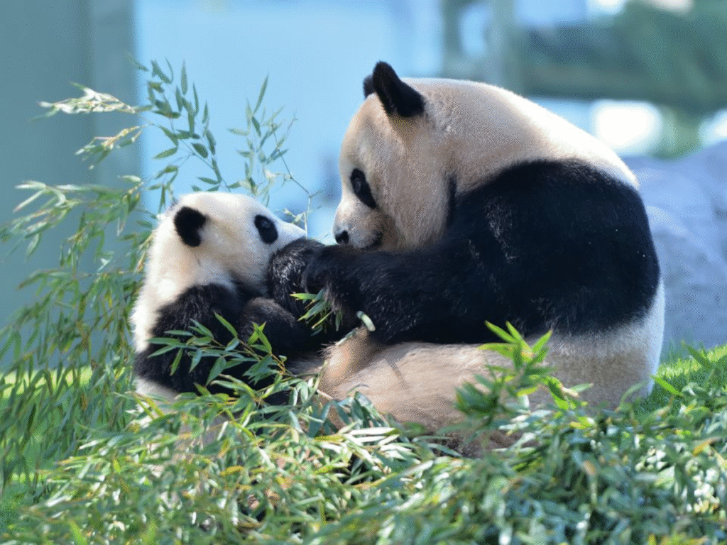 Giant panda with a cub sitting among bamboo inside a zoo enclosure in Japan