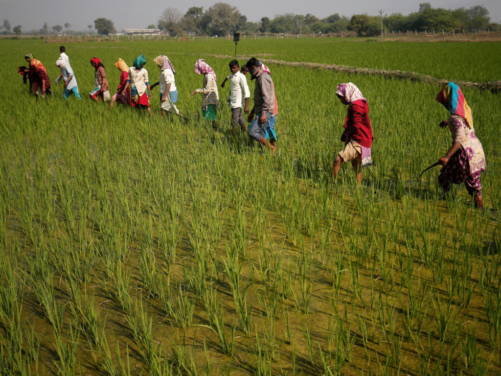 Farm workers walk through a flooded rice field during cultivation activity in Haryana, India.